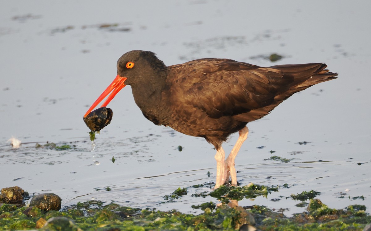 Black Oystercatcher - ML640945332