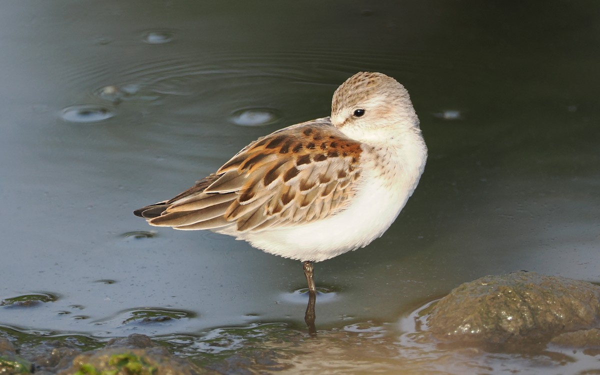 Western Sandpiper - ML640945342