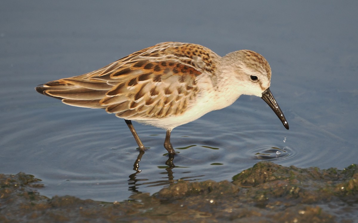 Western Sandpiper - ML640945343