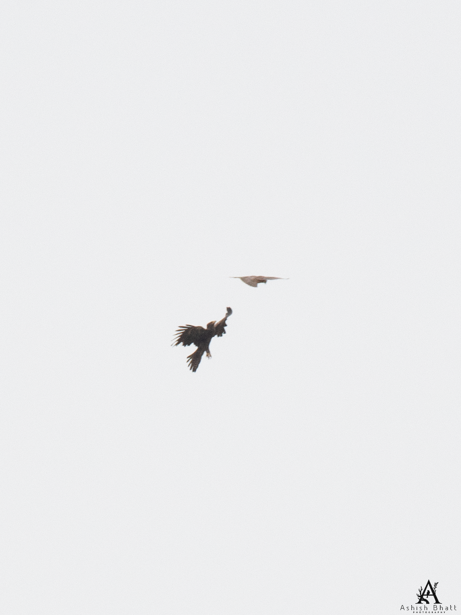 Sincap Kartalı - ML640945349