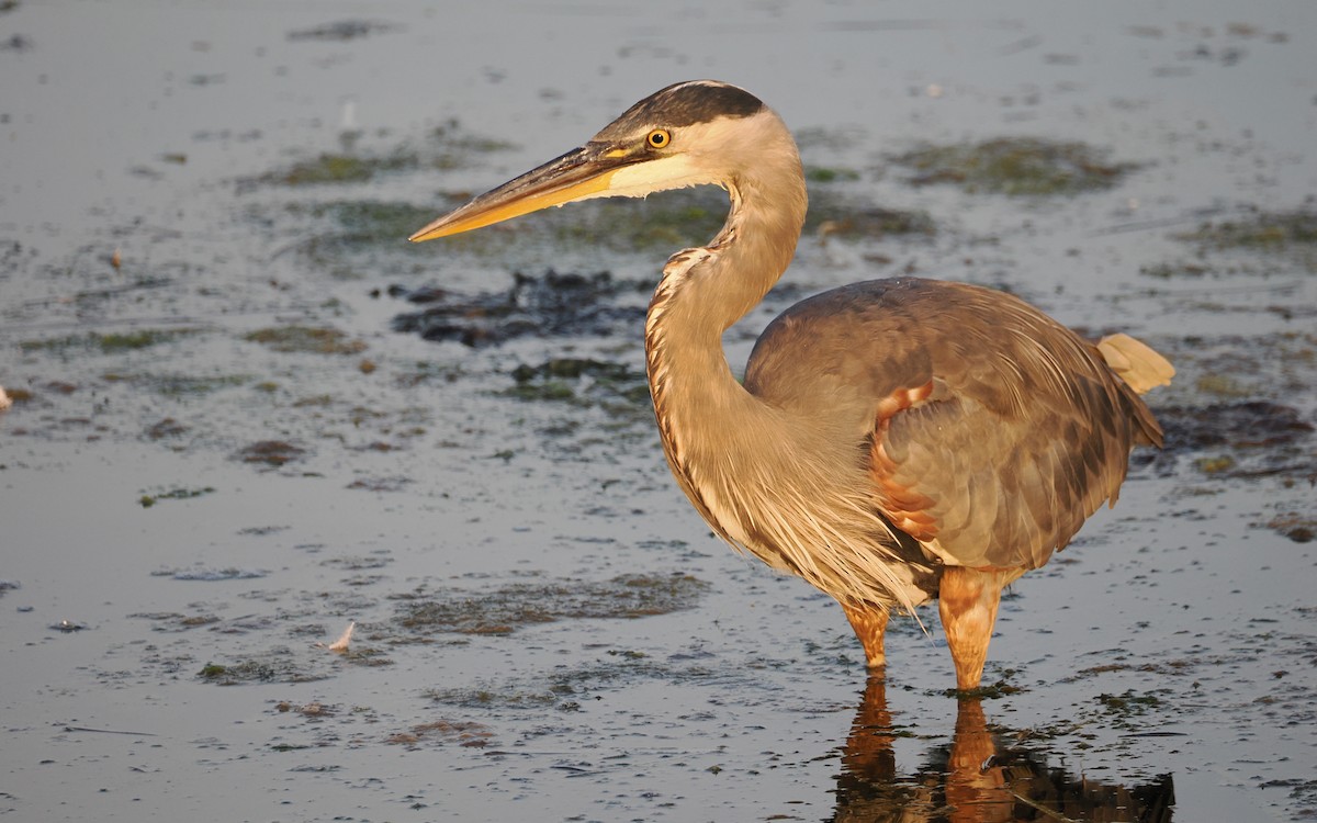 Great Blue Heron - ML640945352