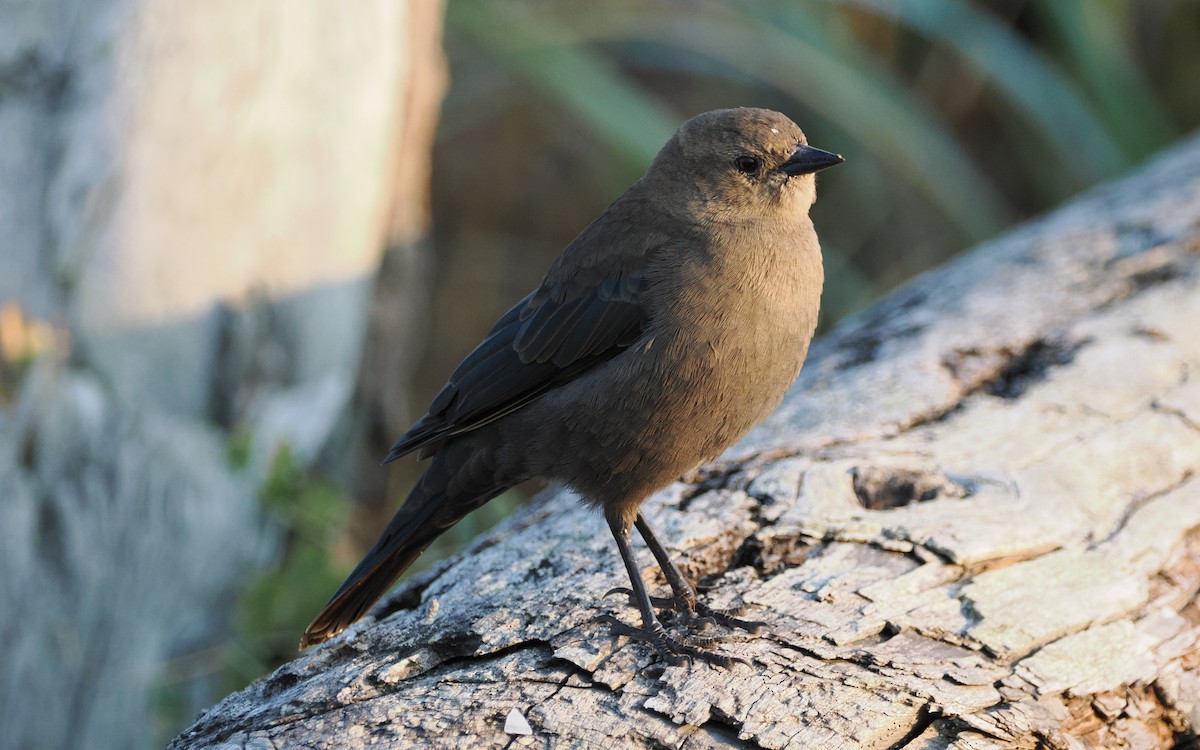 Brewer's Blackbird - ML640945354