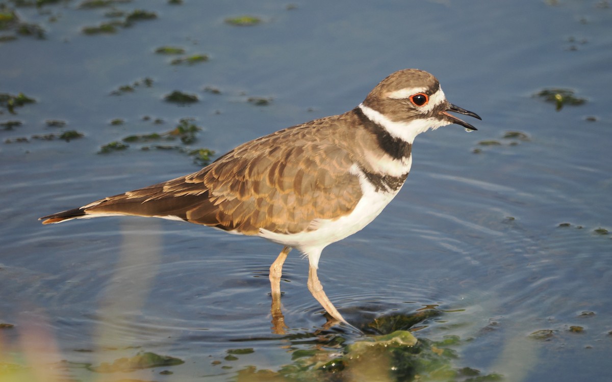 Killdeer - ML640945362