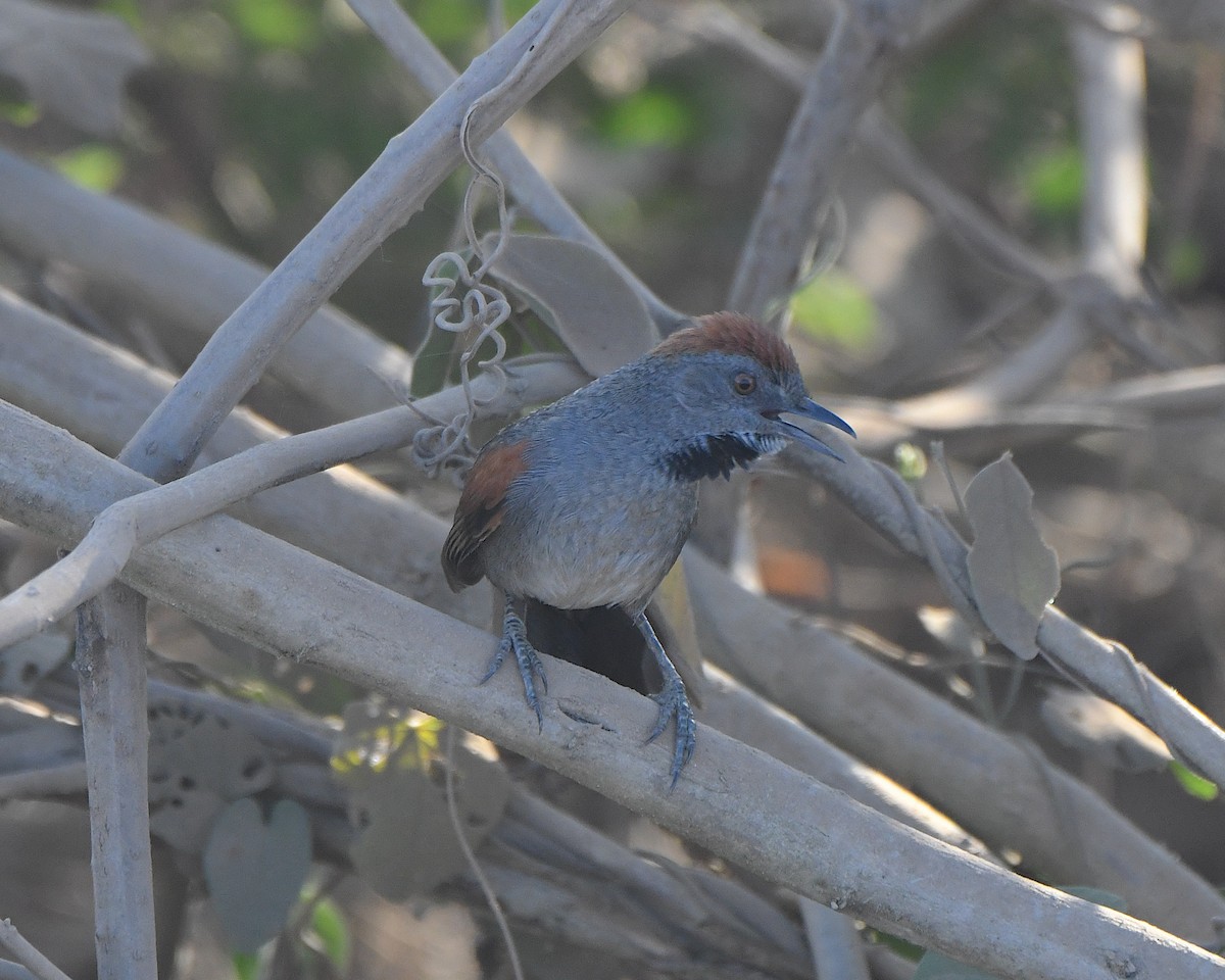 Cinereous-breasted Spinetail - ML640945370