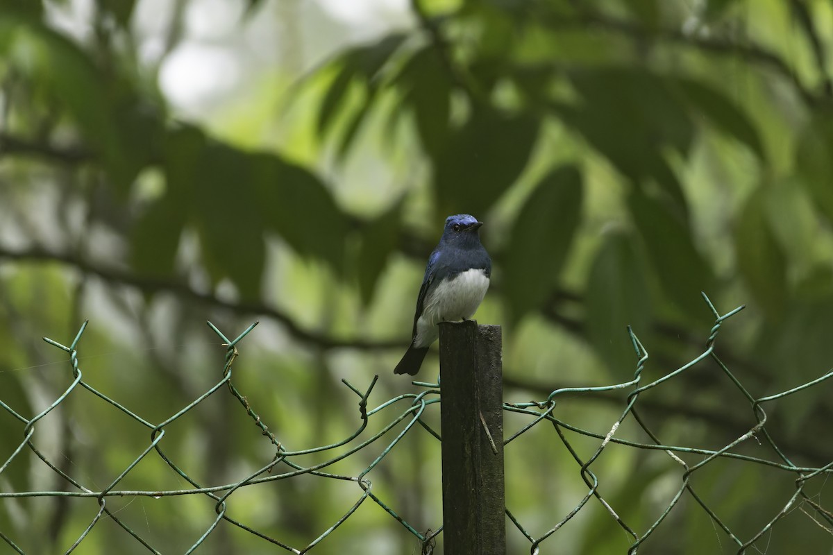 Zappey's Flycatcher - ML640945375
