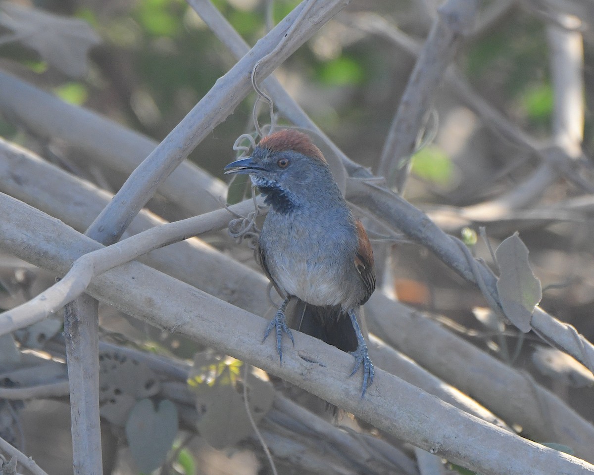 Cinereous-breasted Spinetail - ML640945392
