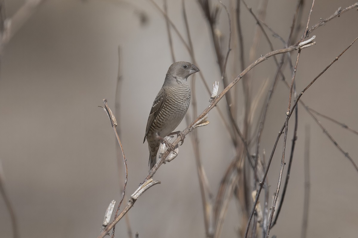 Red-headed Finch - ML640945408