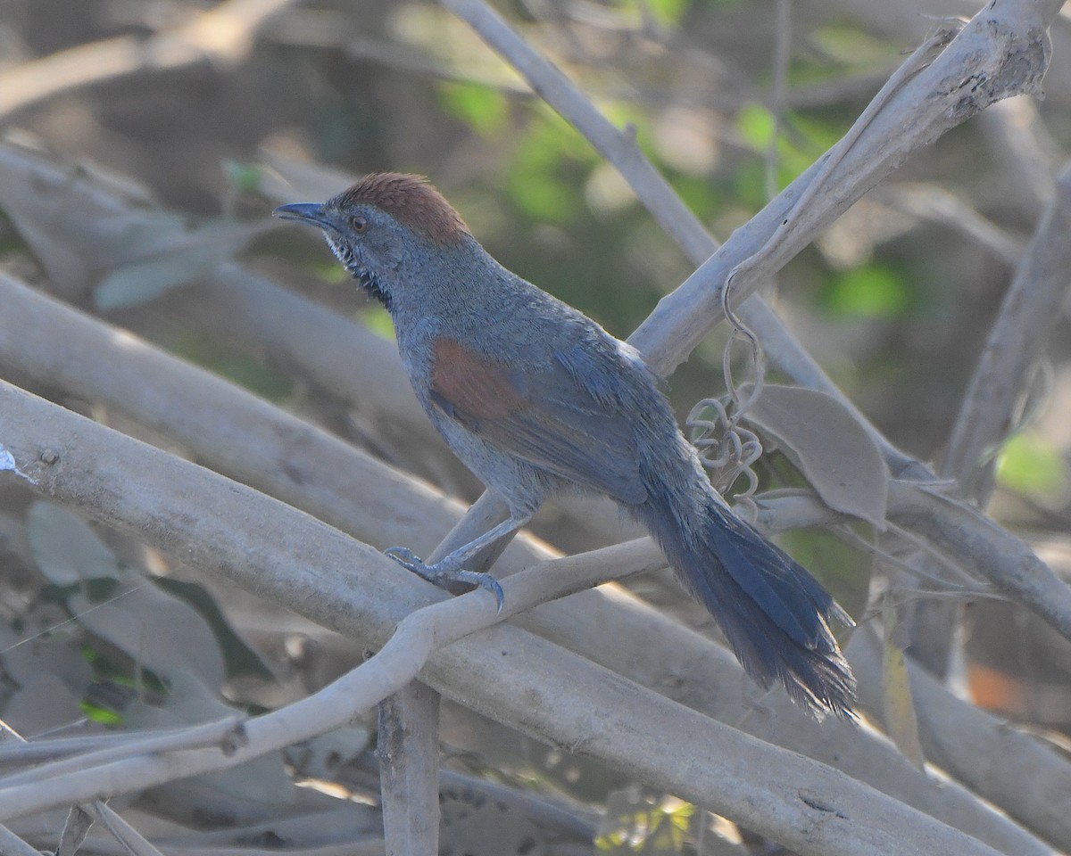 Cinereous-breasted Spinetail - ML640945433