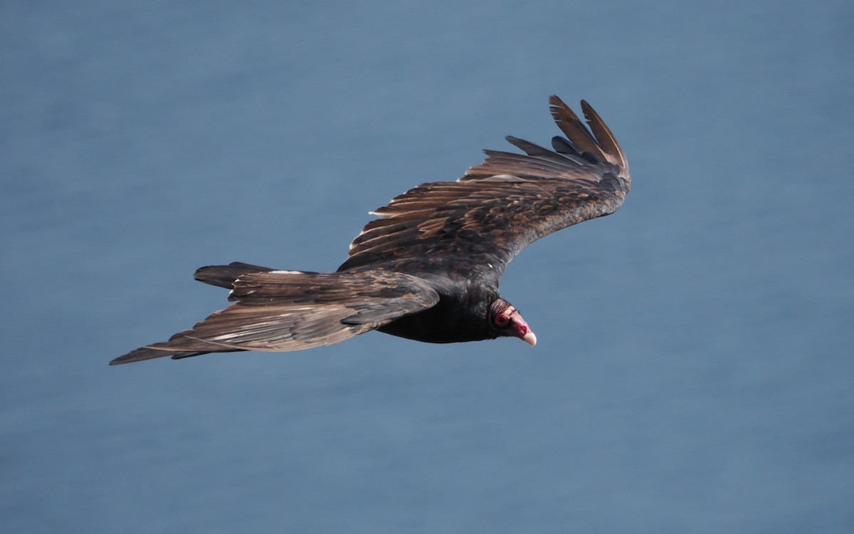 Turkey Vulture - ML640945435