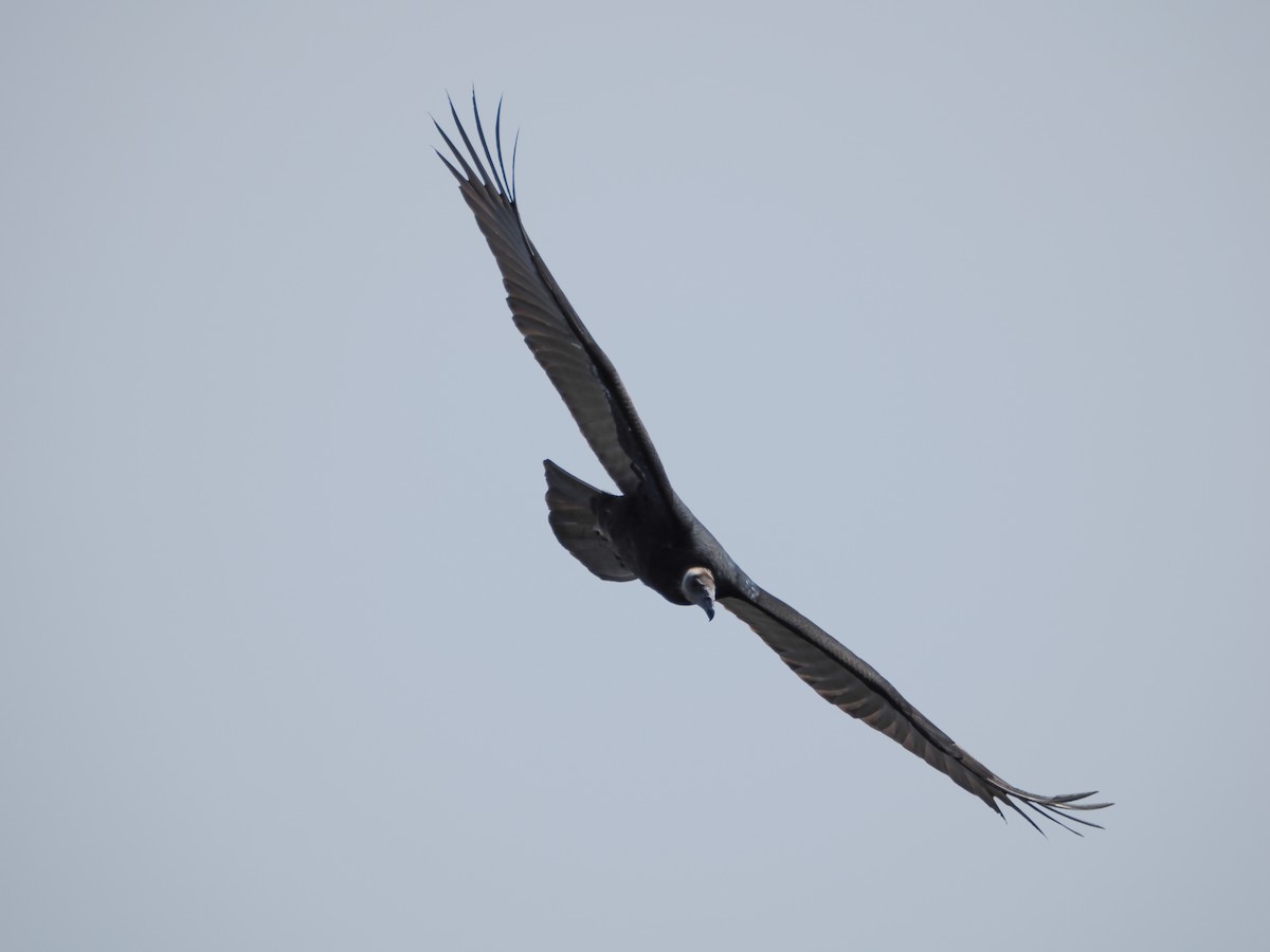 Turkey Vulture - ML640945436