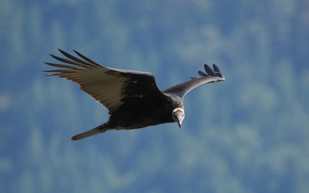 Turkey Vulture - ML640945437