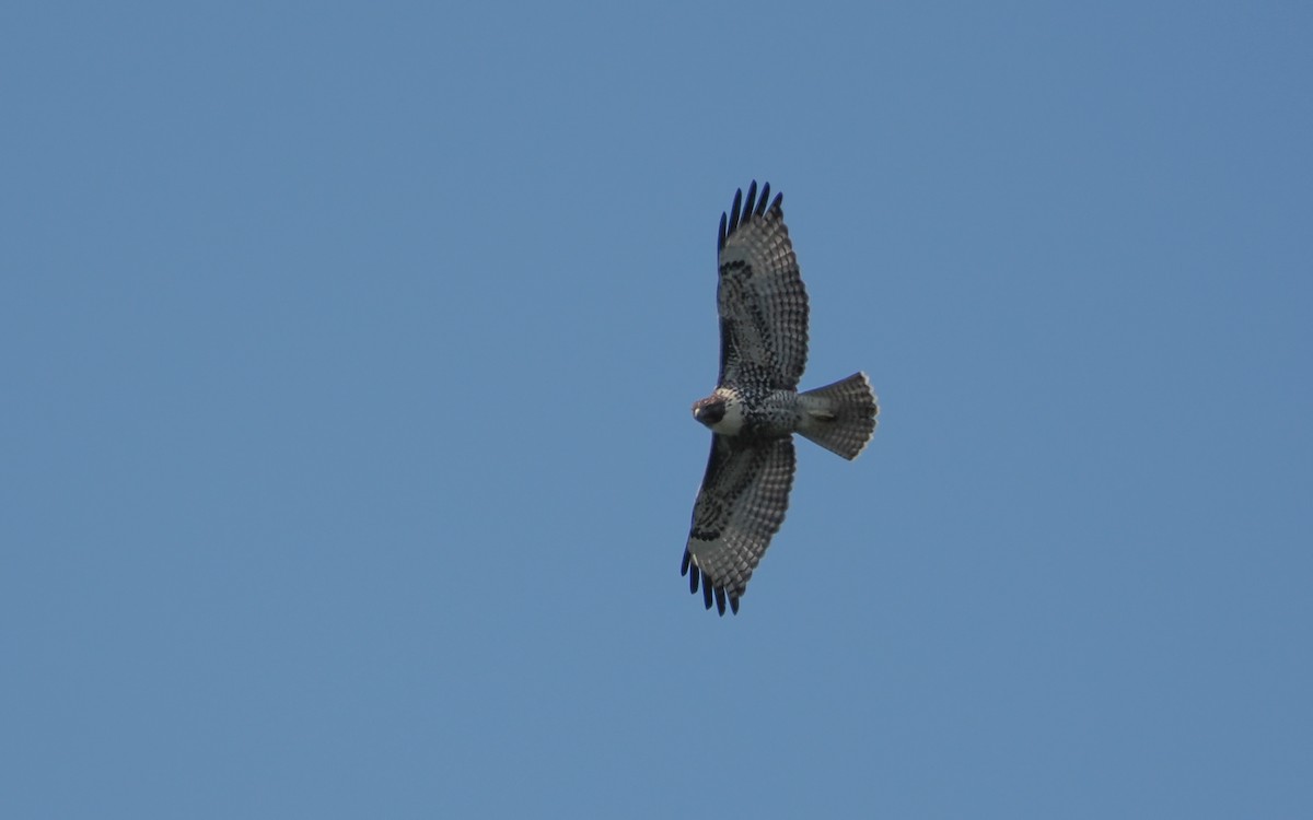 Red-tailed Hawk - ML640945439