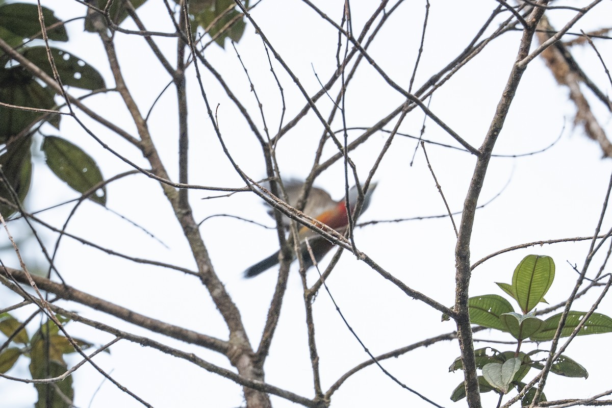 Toucan Barbet - ML640945476