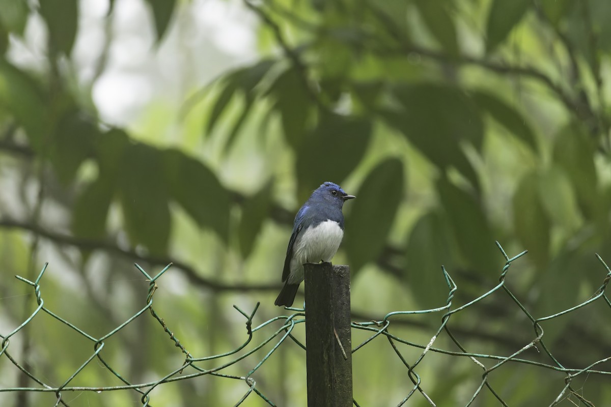 Zappey's Flycatcher - ML640945509
