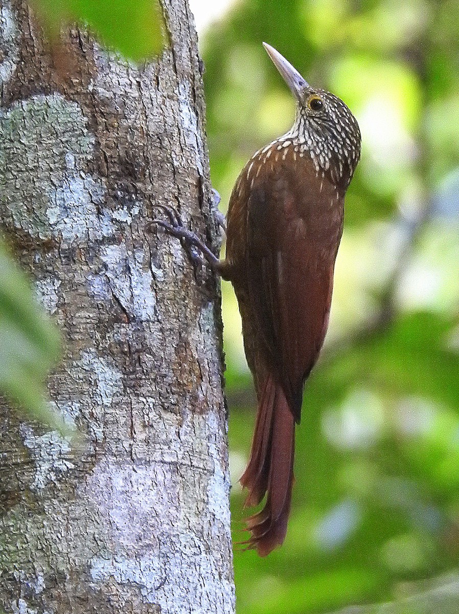 Zimmer's Woodcreeper - ML640945588