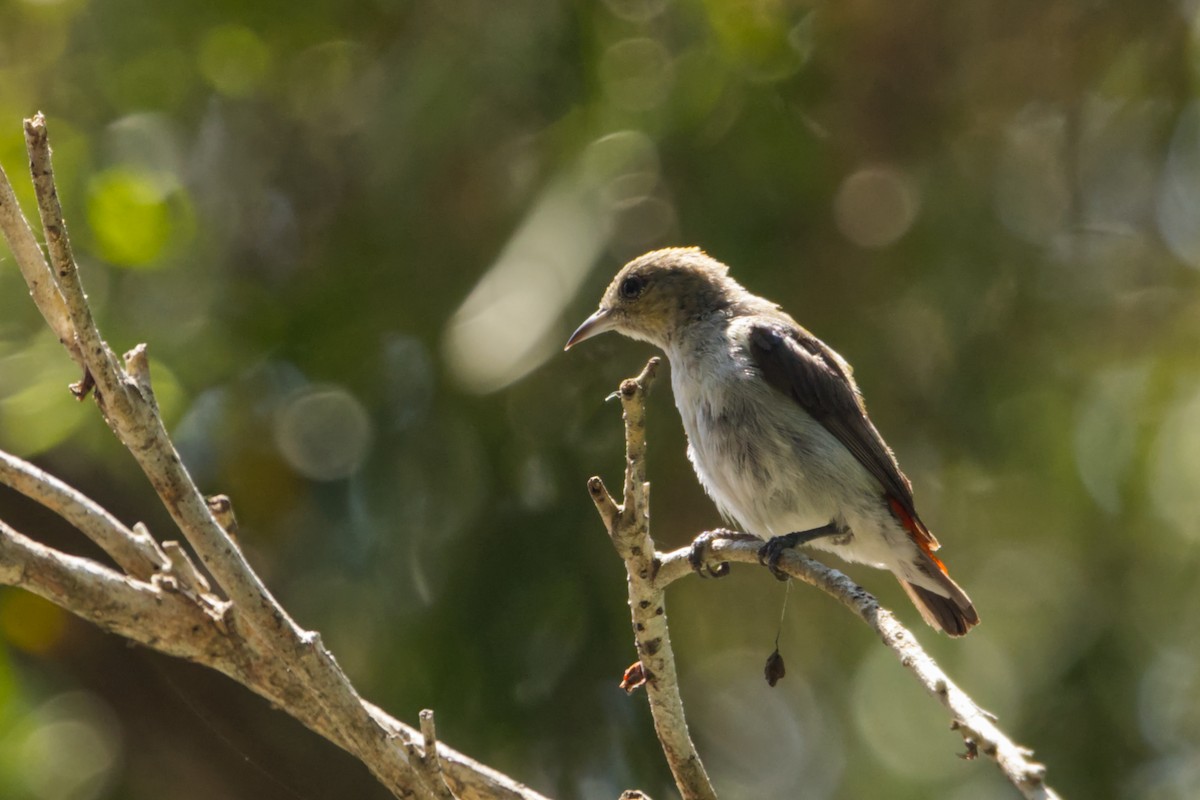 Scarlet-headed Flowerpecker - ML640945606