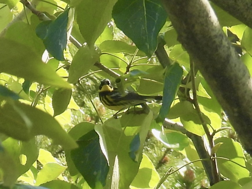 Magnolia Warbler - ML640945623