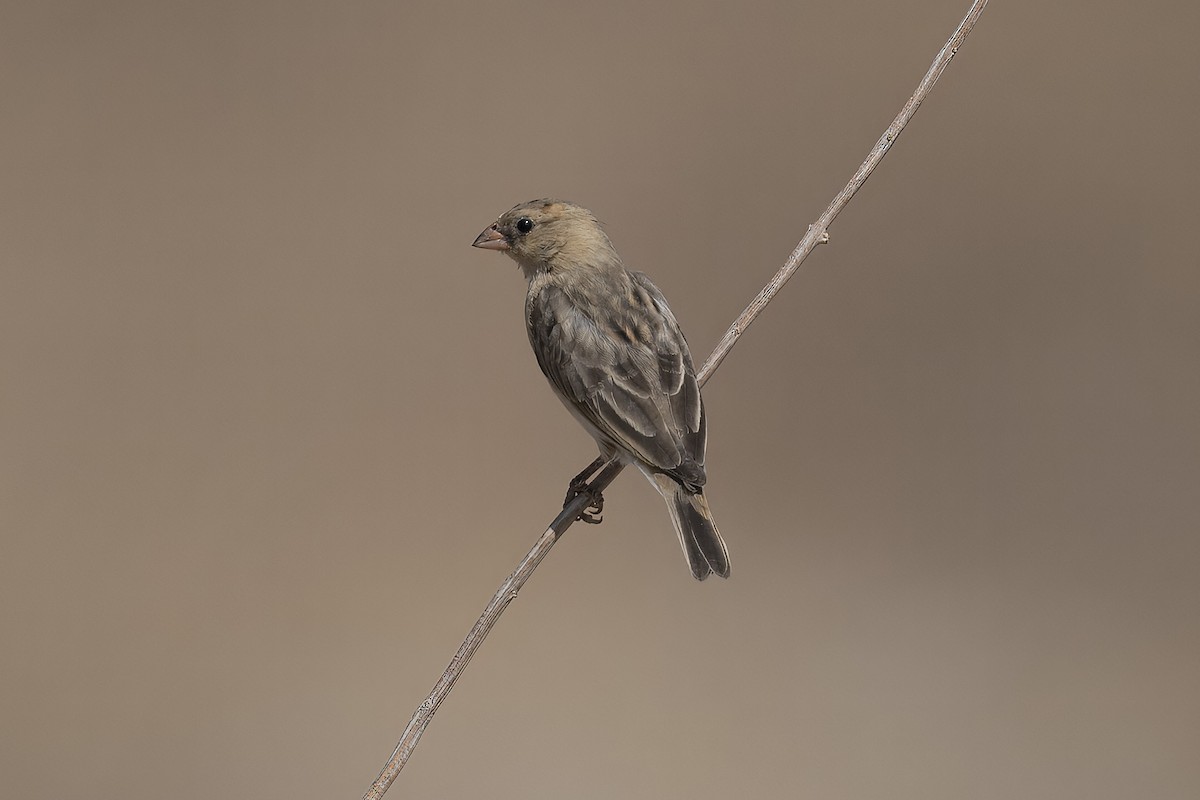 Shaft-tailed Whydah - ML640945642