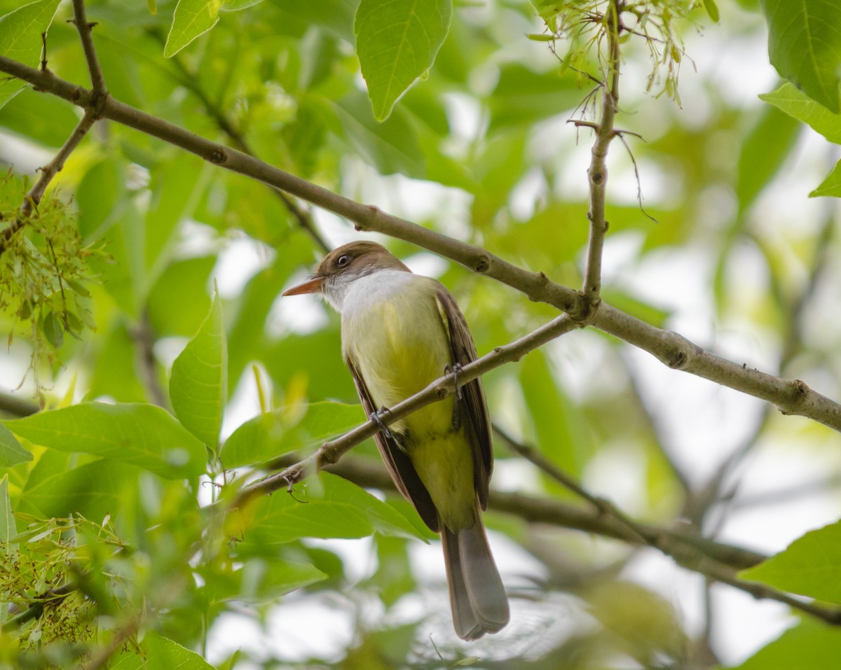 Swainson's Flycatcher - ML640945667