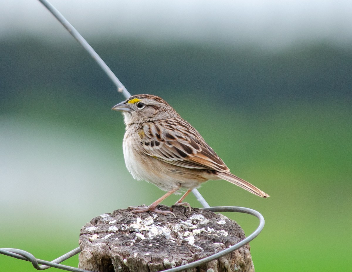 Grassland Sparrow - ML640945690