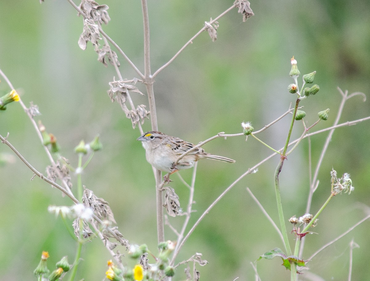 Grassland Sparrow - ML640945692