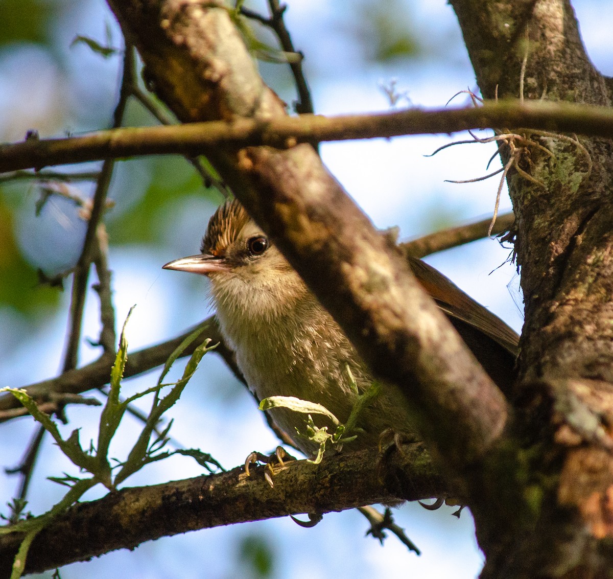Stripe-crowned Spinetail - ML640945708