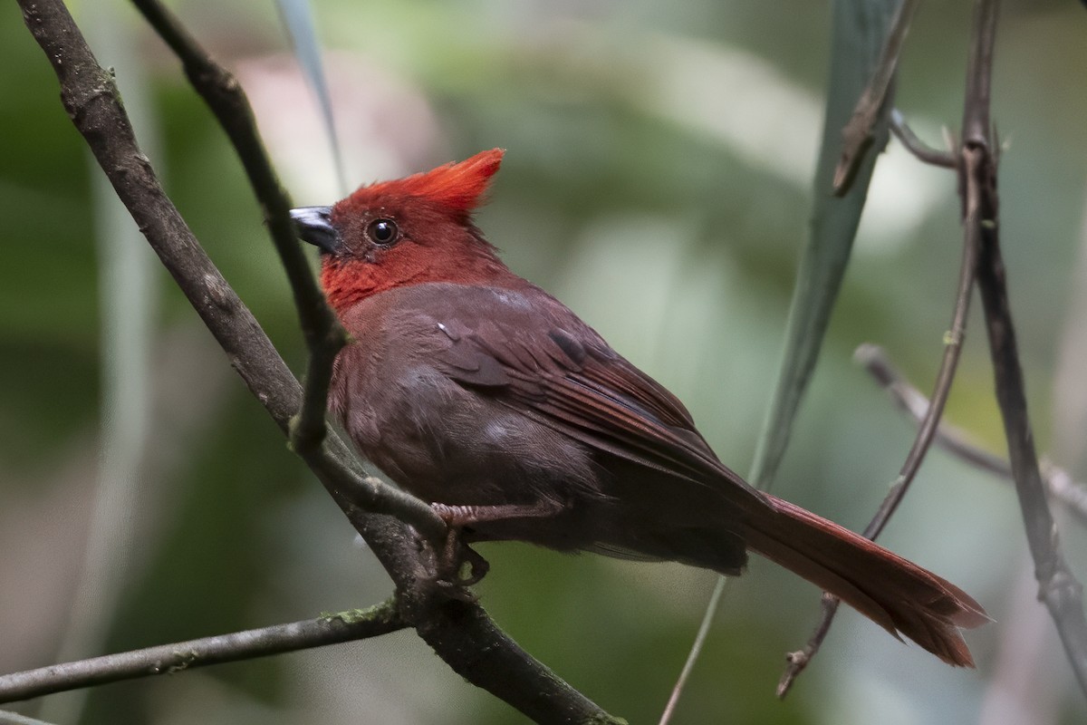 Crested Ant-Tanager - ML640945730