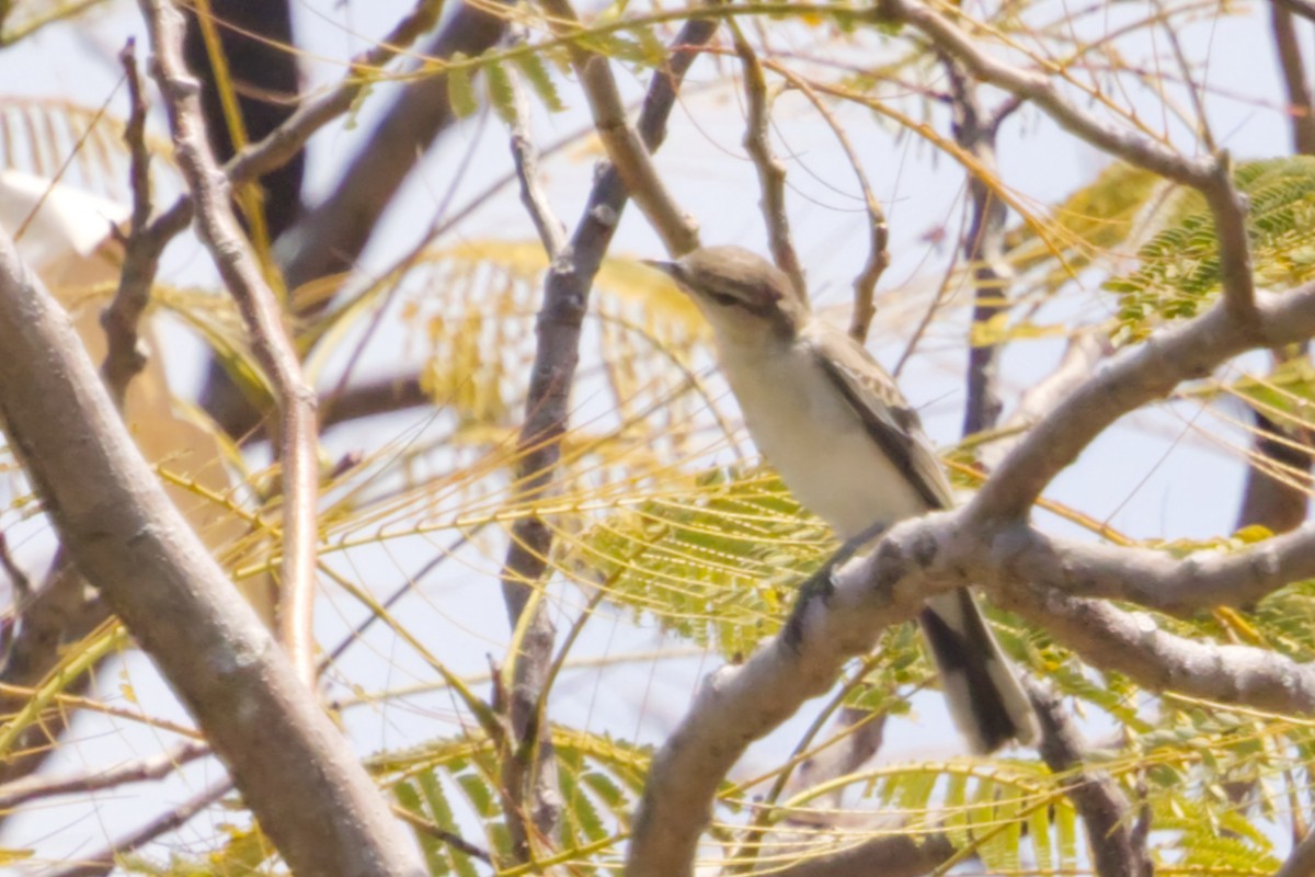 White-shouldered Triller - ML640945740