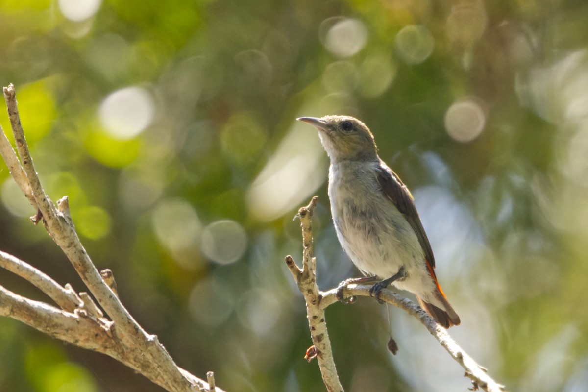 Scarlet-headed Flowerpecker - ML640945756