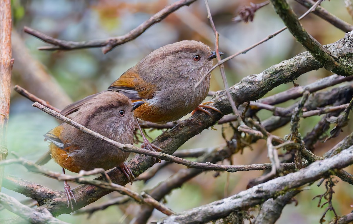 Manipur Fulvetta - ML640945762