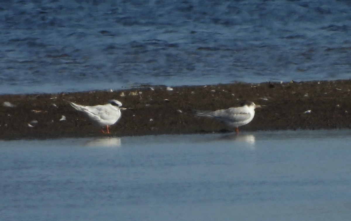Common/Arctic Tern - ML640945768