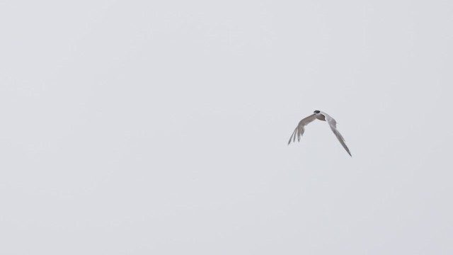 Common Tern - ML640945769