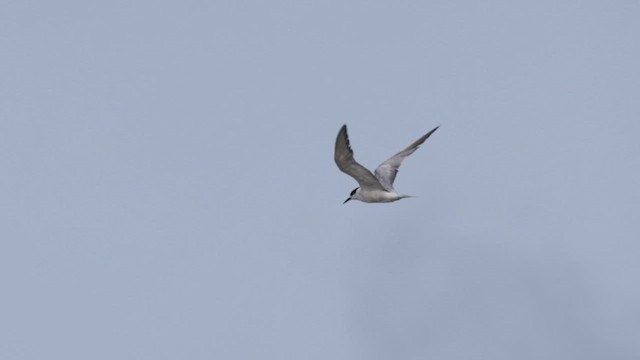 Common Tern - ML640945772