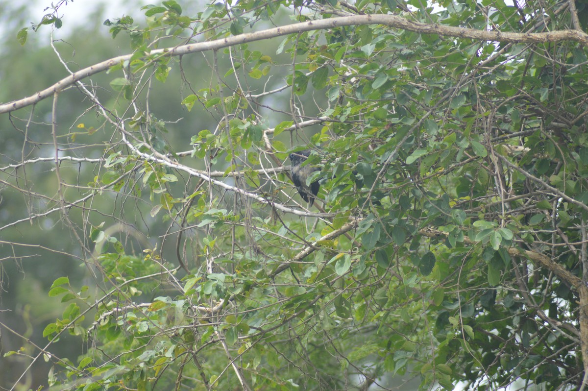 Blue-faced Malkoha - ML640945786