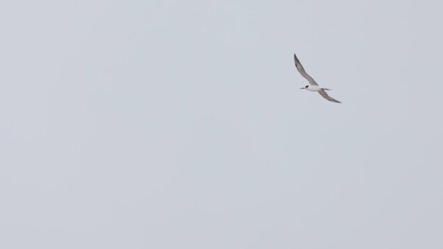 アラビアアジサシ - ML640945791