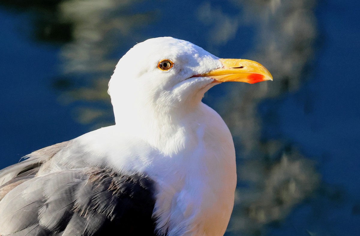 Western Gull - ML640945799