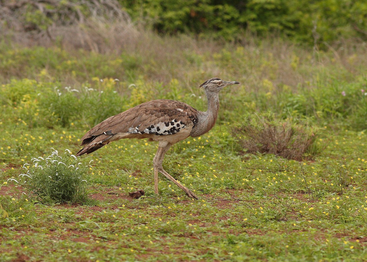 Kori Bustard - ML640945847