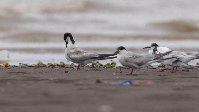 Common Tern - ML640945848