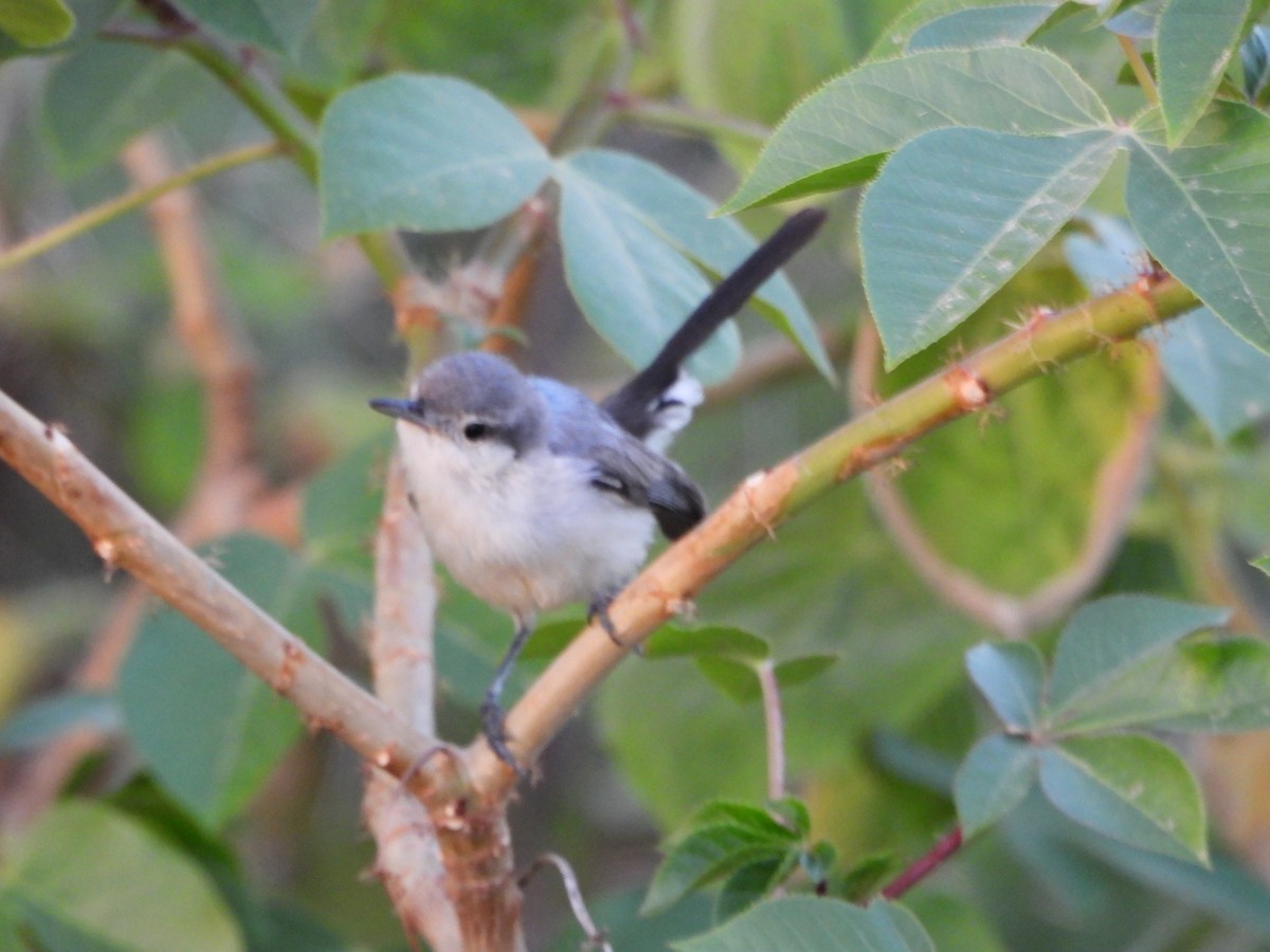 Tropical Gnatcatcher - ML640945883