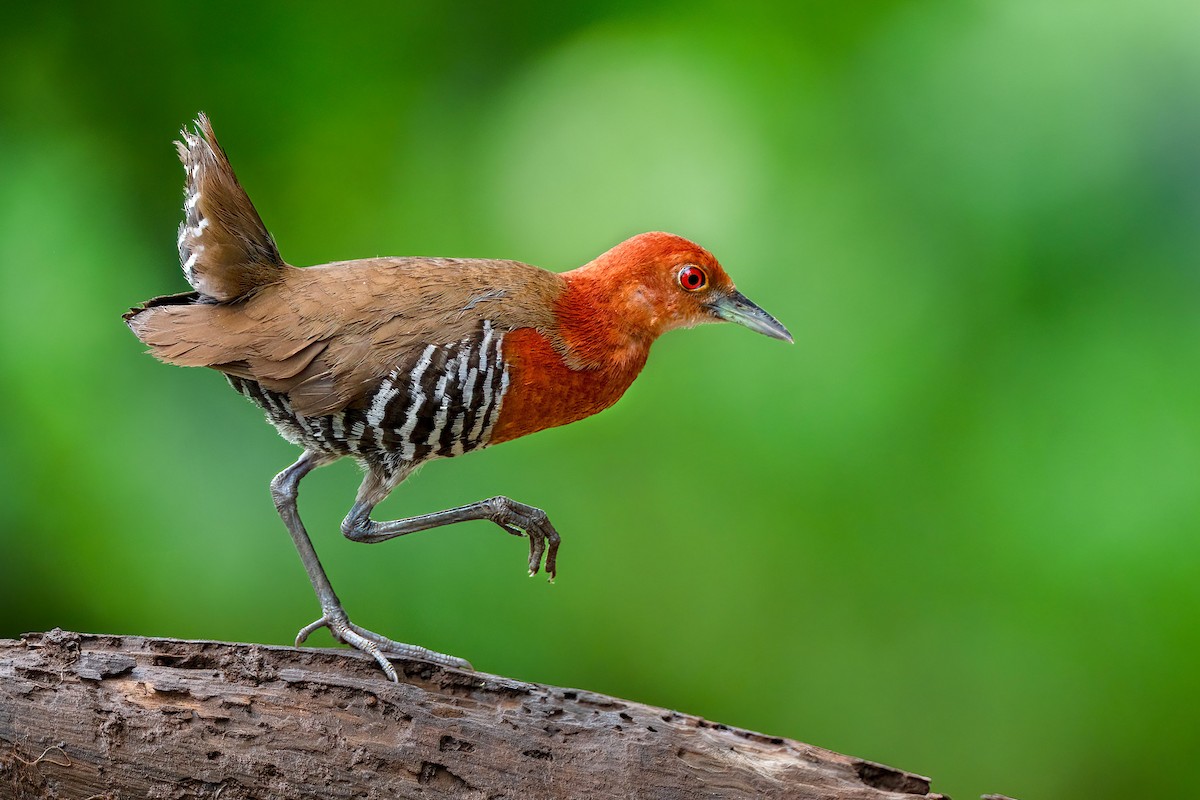 Slaty-legged Crake - ML640945989