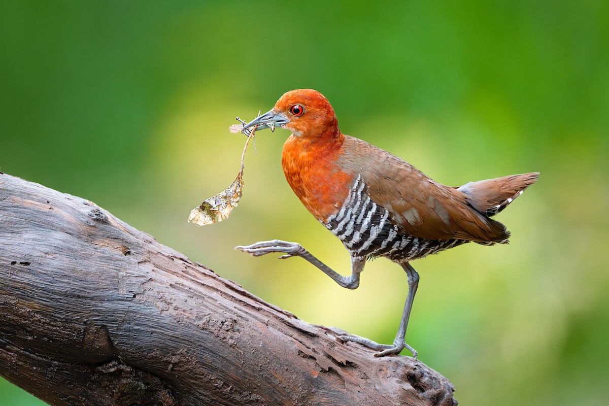 Slaty-legged Crake - ML640945990