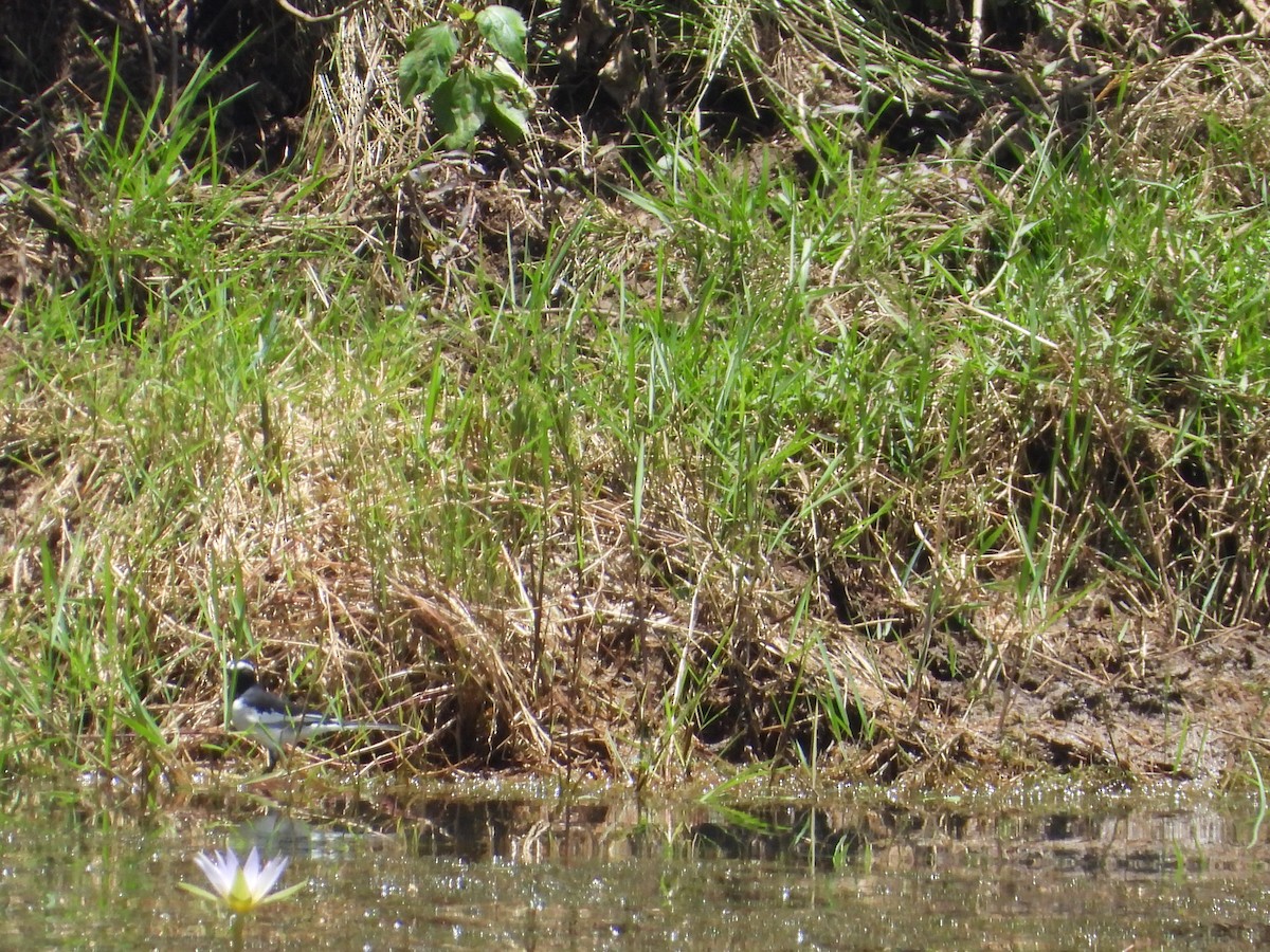 White-browed Wagtail - ML640945992