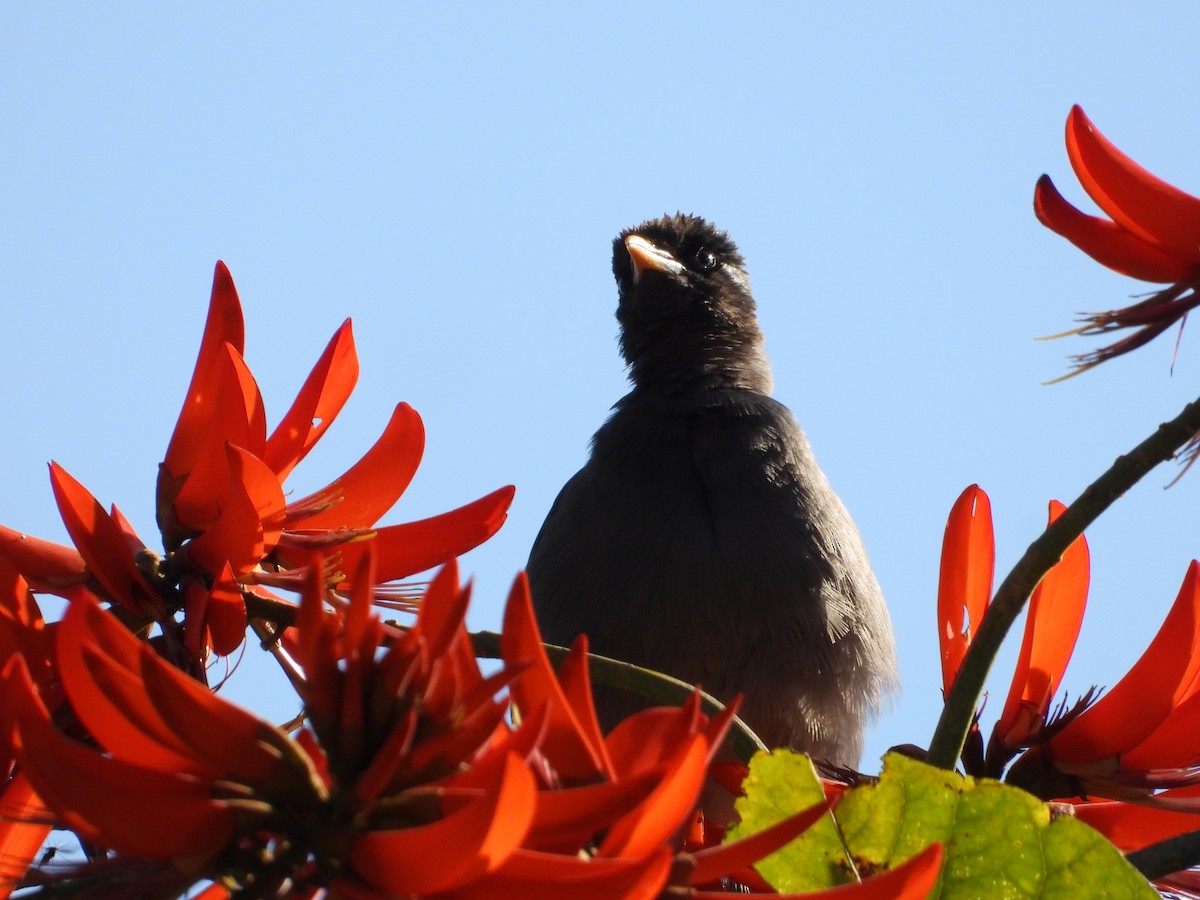Jungle Myna - ML640946036