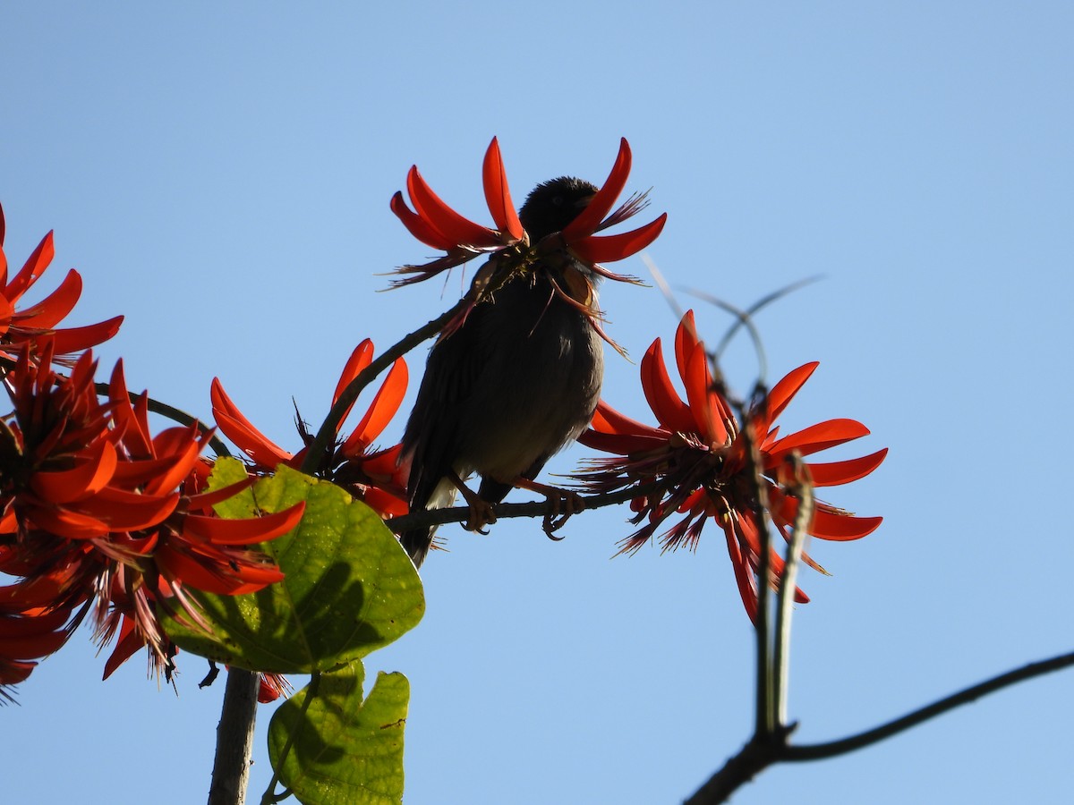 Jungle Myna - ML640946037