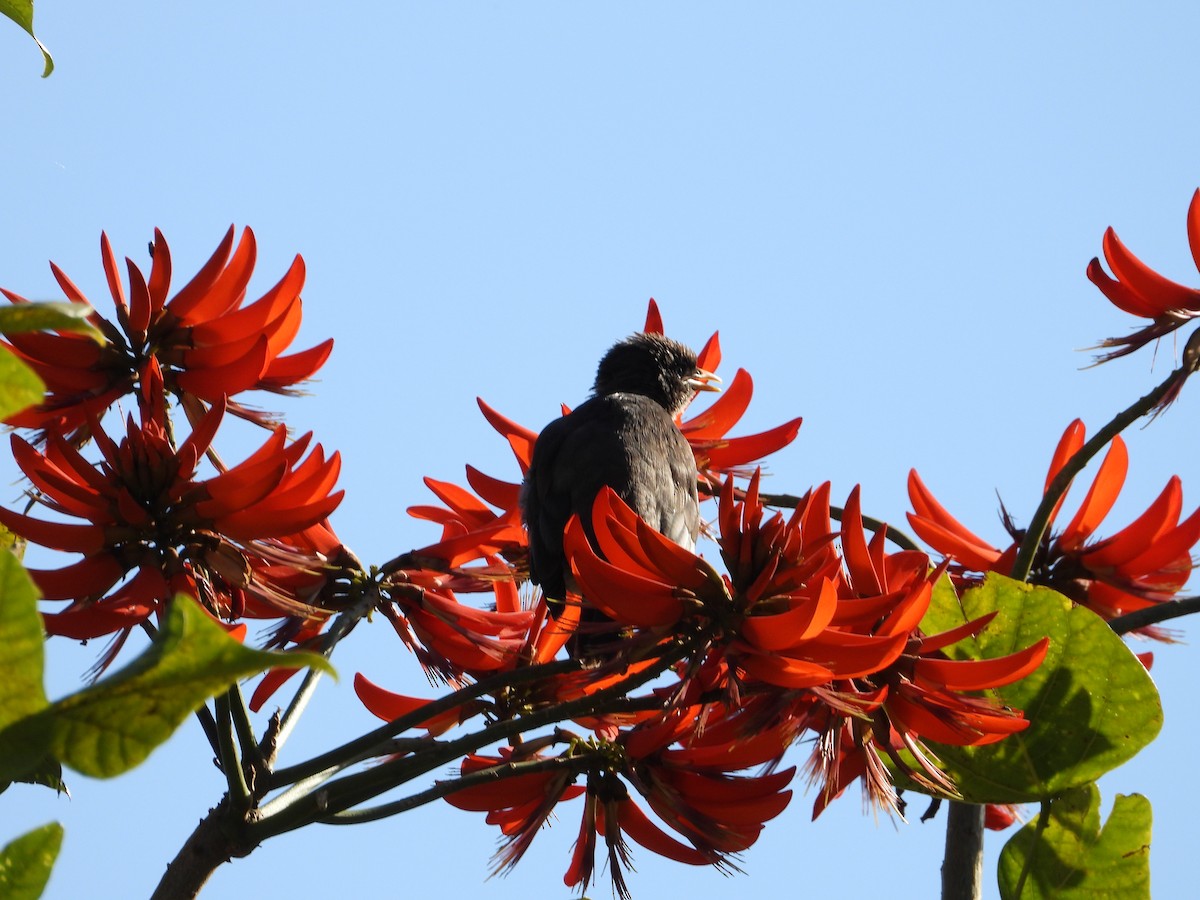 Jungle Myna - ML640946038