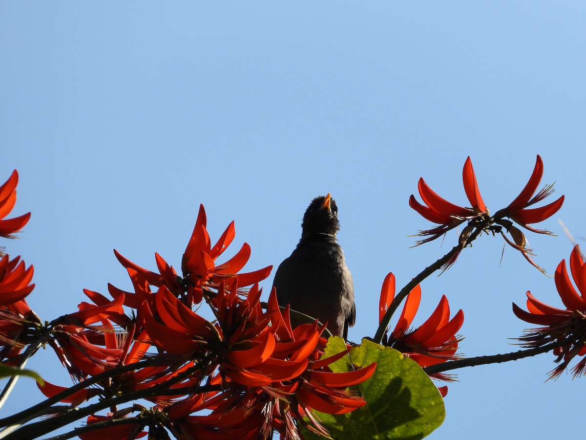 Jungle Myna - ML640946039