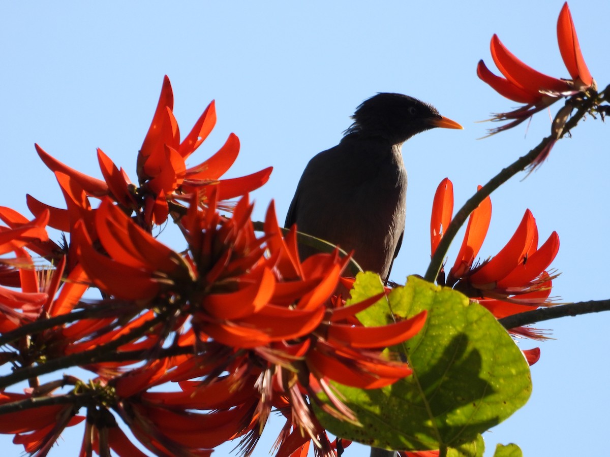 Jungle Myna - ML640946040
