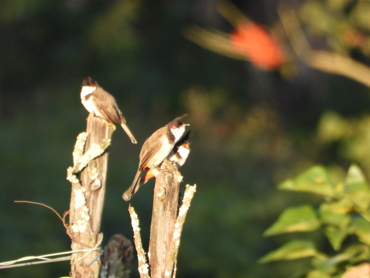 Red-whiskered Bulbul - ML640946060