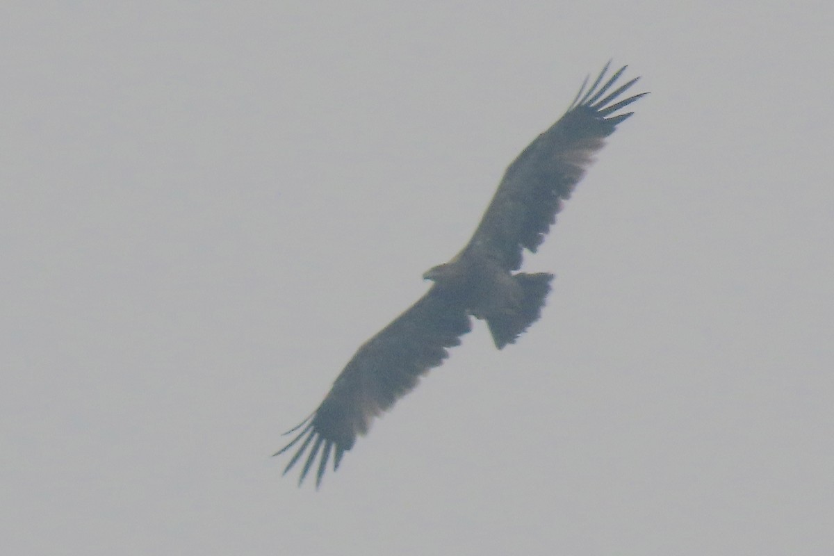 Águila India - ML640946076