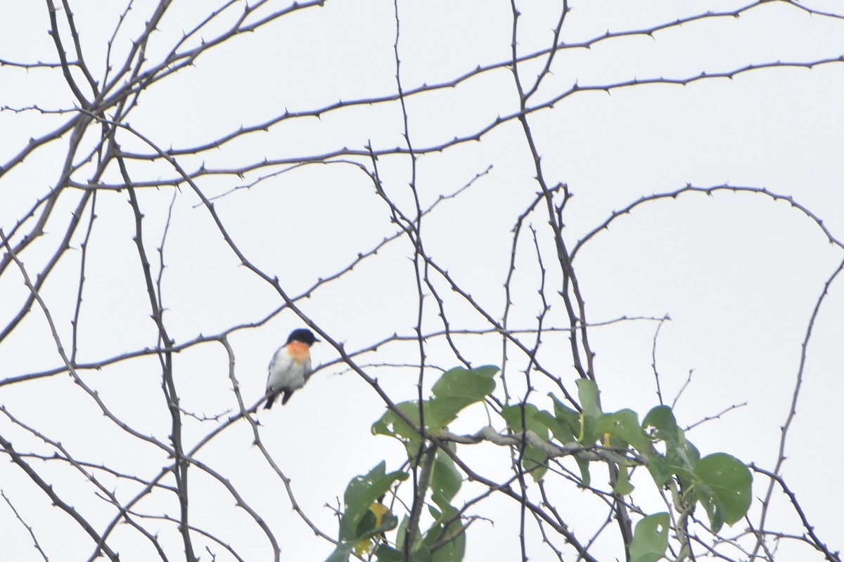 Minivet Ventriblanco - ML640946090